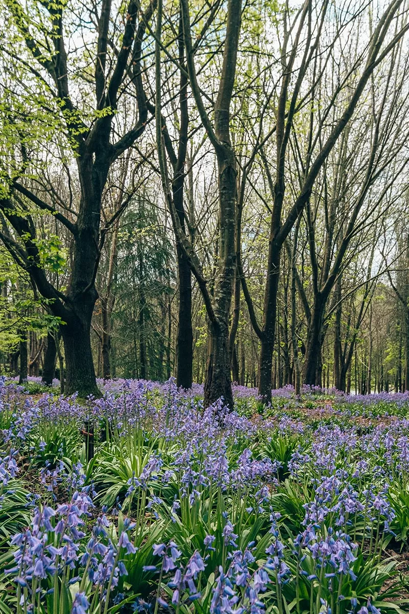 Top things to do on the Mornington Peninsula - Ashcombe Maze & Lavender Gardens - Purple Flowers