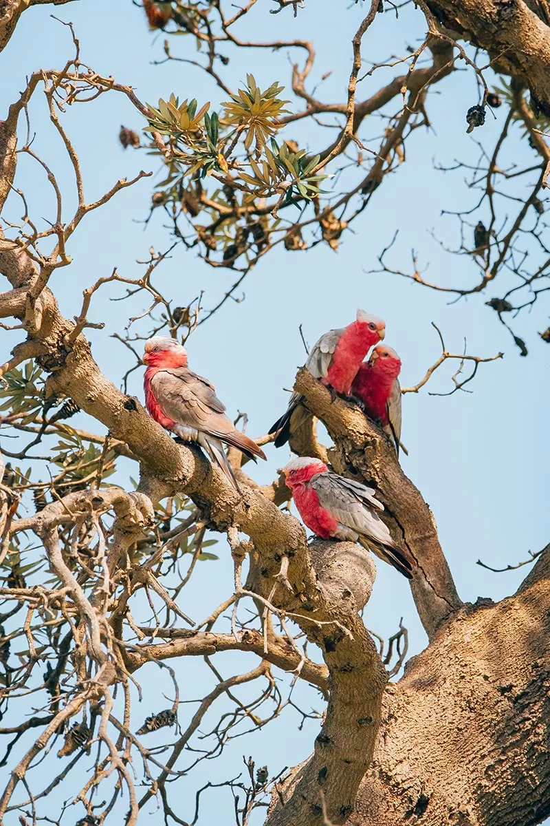 Top things to do on the Mornington Peninsula - Galahs in tree at Mt Martha beach