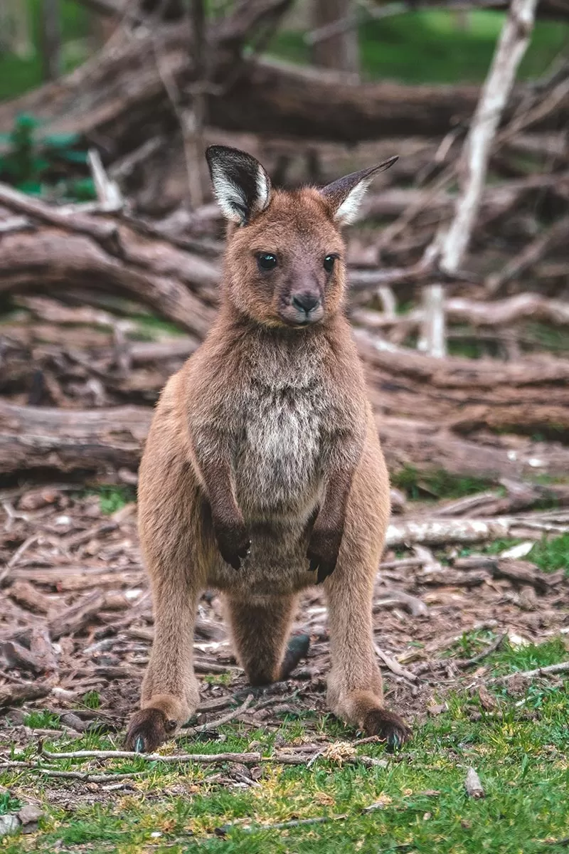 Top things to do on the Mornington Peninsula - Moonlit Sanctuary Wildlife Conservation Park - Cute Joey