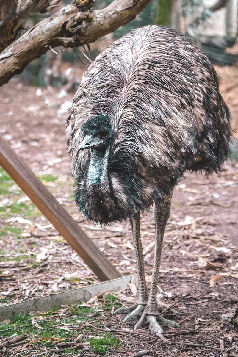 Top things to do on the Mornington Peninsula - Moonlit Sanctuary Wildlife Conservation Park - Emu