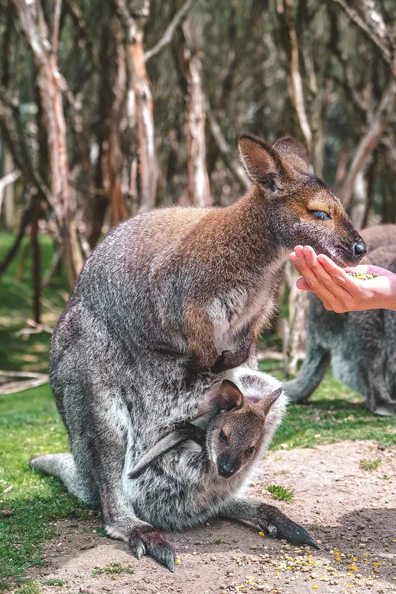 Top things to do on the Mornington Peninsula - Moonlit Sanctuary Wildlife Conservation Park - Feeding Kangaroo with joey