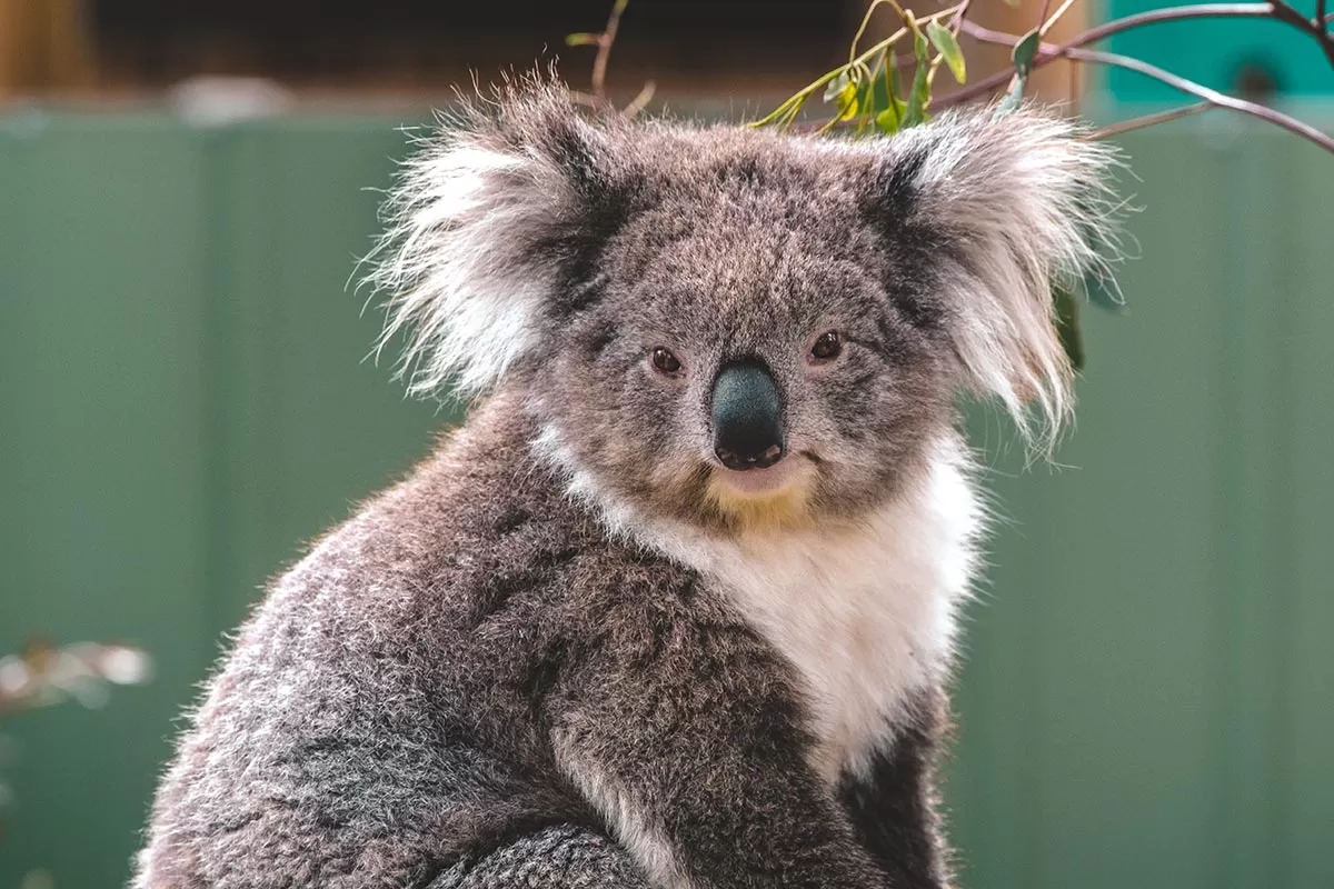 Top things to do on the Mornington Peninsula - Moonlit Sanctuary Wildlife Conservation Park - Female koala