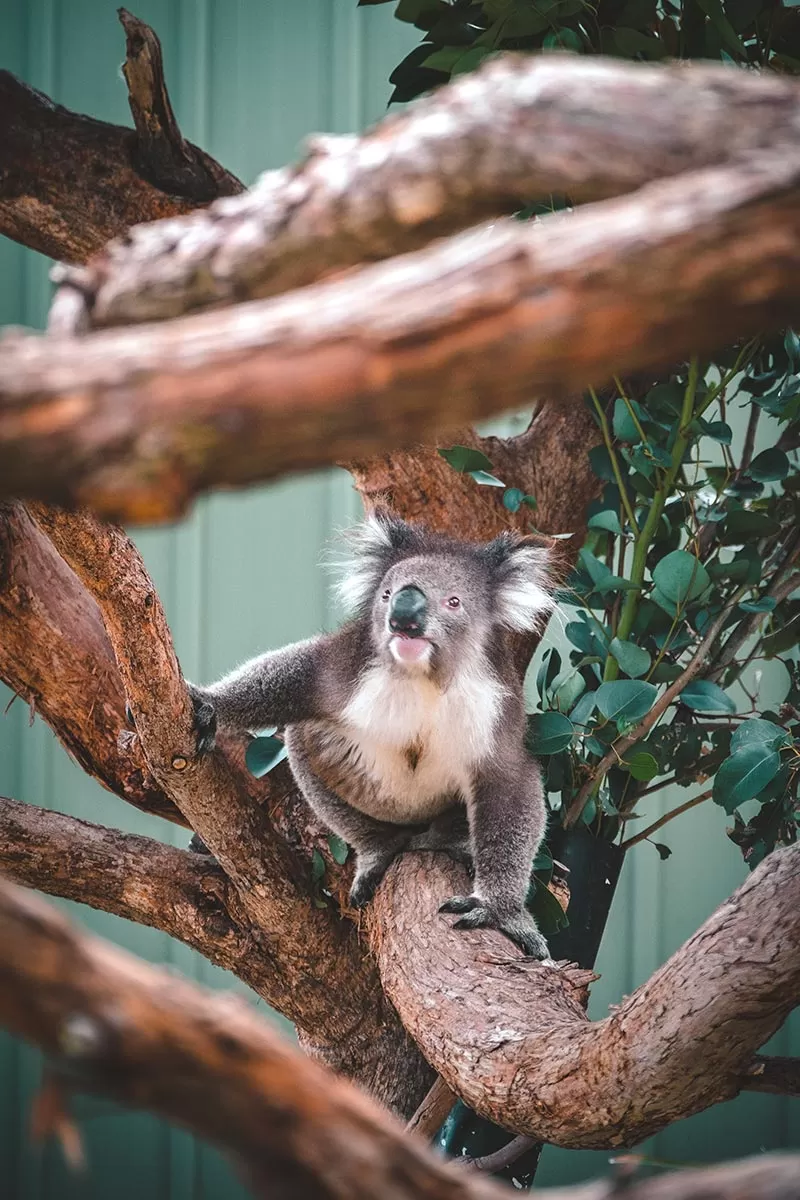 Top things to do on the Mornington Peninsula - Moonlit Sanctuary Wildlife Conservation Park - Koala looking up