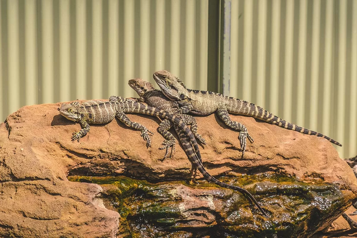 Top things to do on the Mornington Peninsula - Moonlit Sanctuary Wildlife Conservation Park - Lizards on rock
