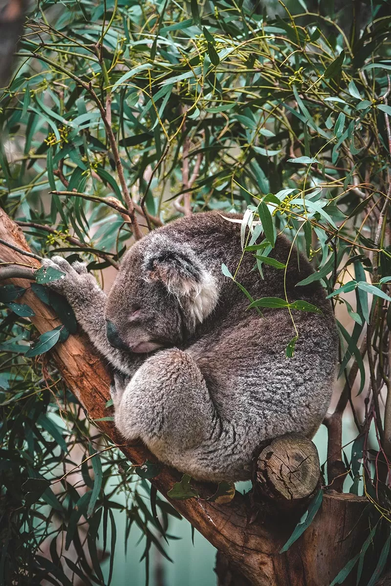 Top things to do on the Mornington Peninsula - Moonlit Sanctuary Wildlife Conservation Park - Sleeping Koala