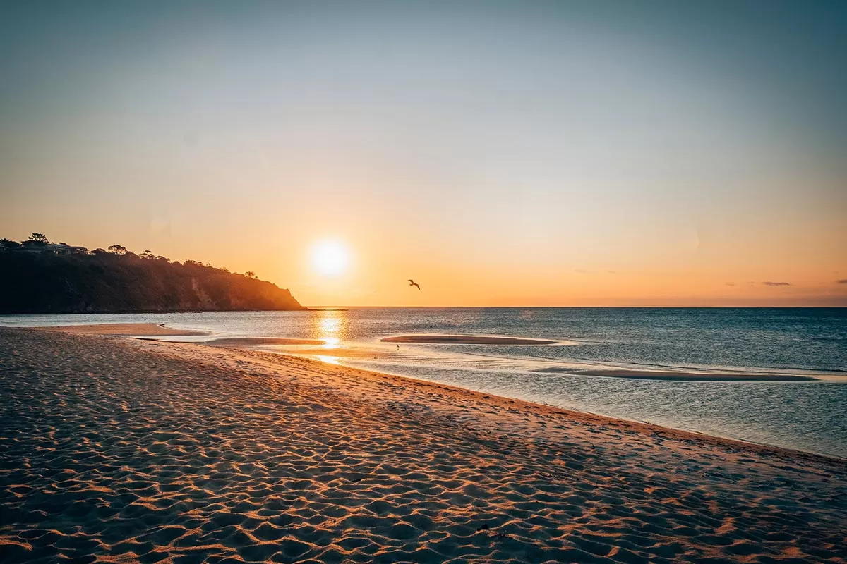 Top things to do on the Mornington Peninsula - Mt Martha Beach Sunset and seagull
