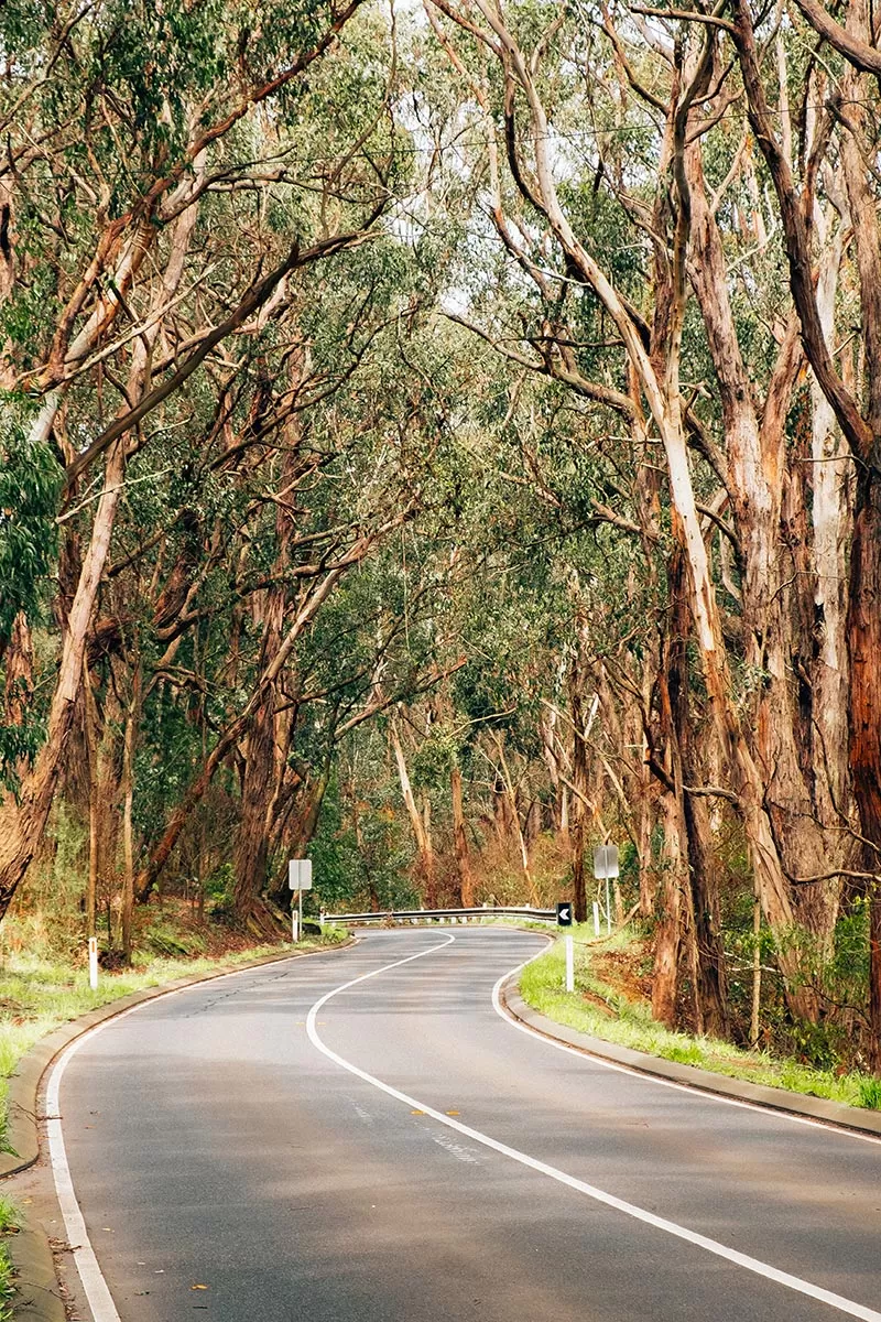 Top things to do on the Mornington Peninsula - Road in Red Hill South