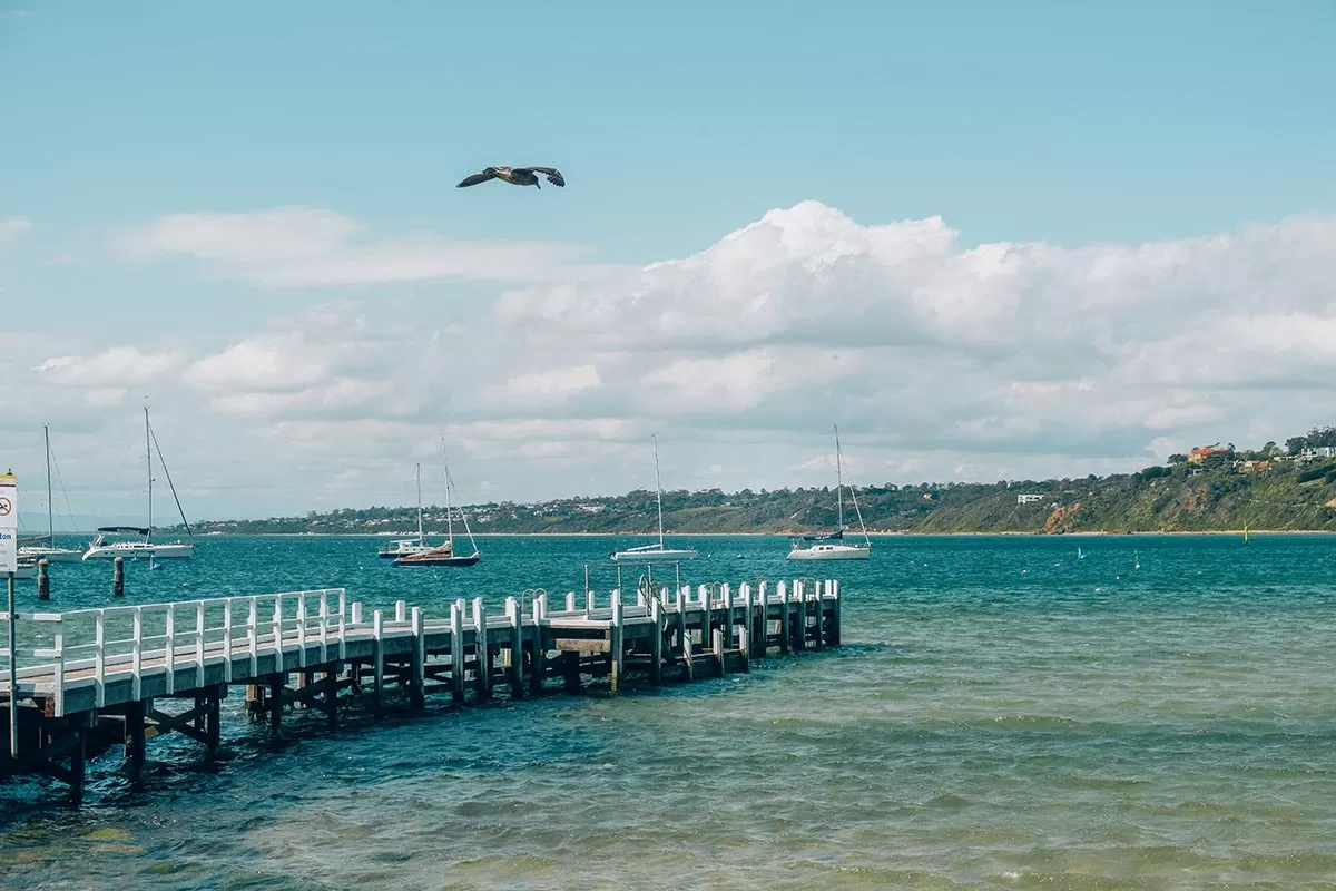 Top things to do on the Mornington Peninsula - Schnapper Point pier and seagull