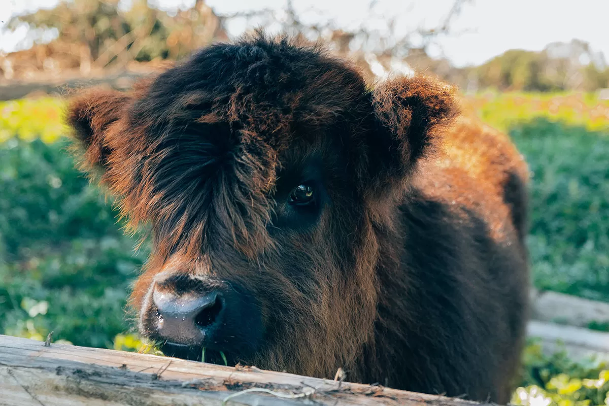 Best things to do in Phillip Island - Baby Highland Cow at Churchill Island