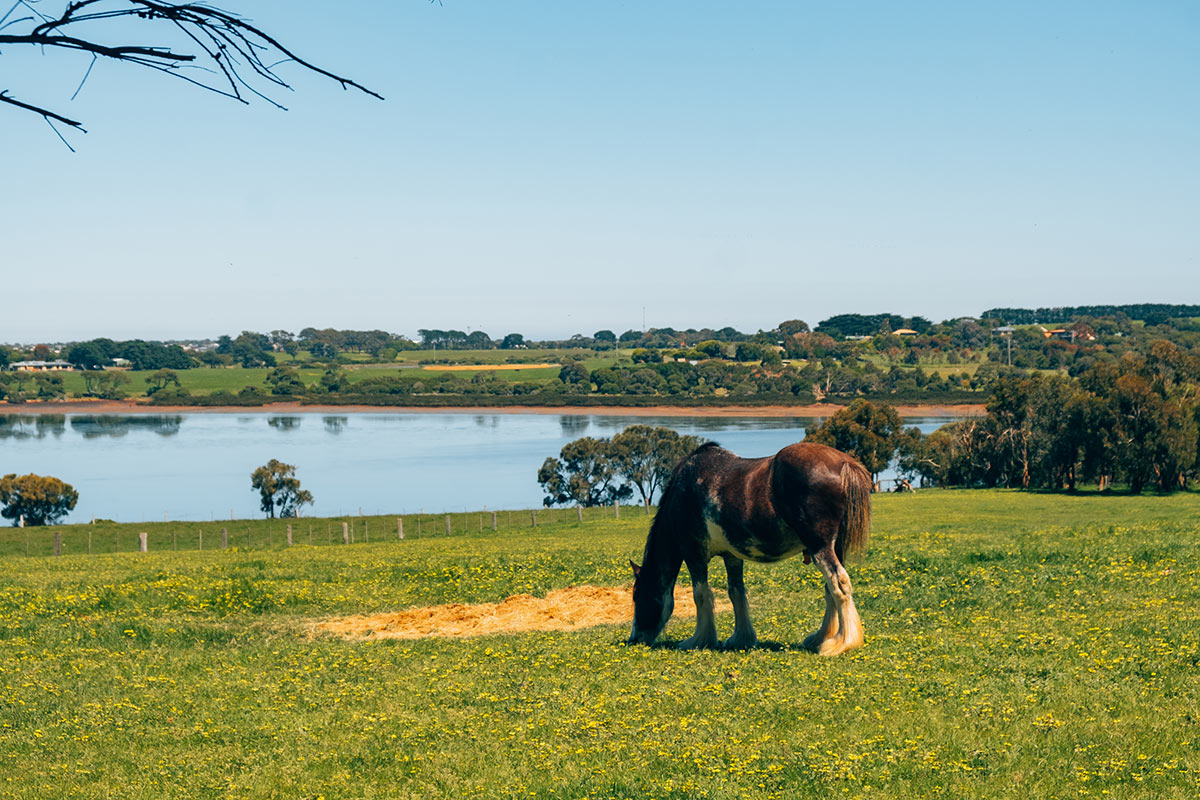 Best things to do in Phillip Island - Churchill Island Clydesdale grazing