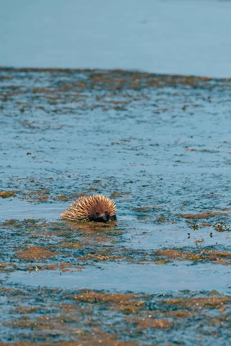 Best things to do in Phillip Island - Echidna in water at Phillip Island coastal reserve