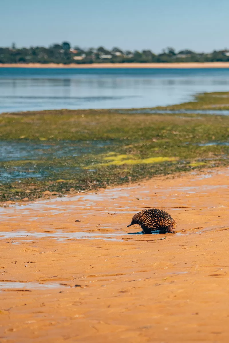 Best things to do in Phillip Island - Echidna in water at Phillip Island coastal reserve