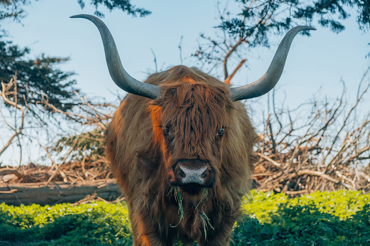 Best things to do in Phillip Island - Churchill Island Heritage Farm Highland Cow