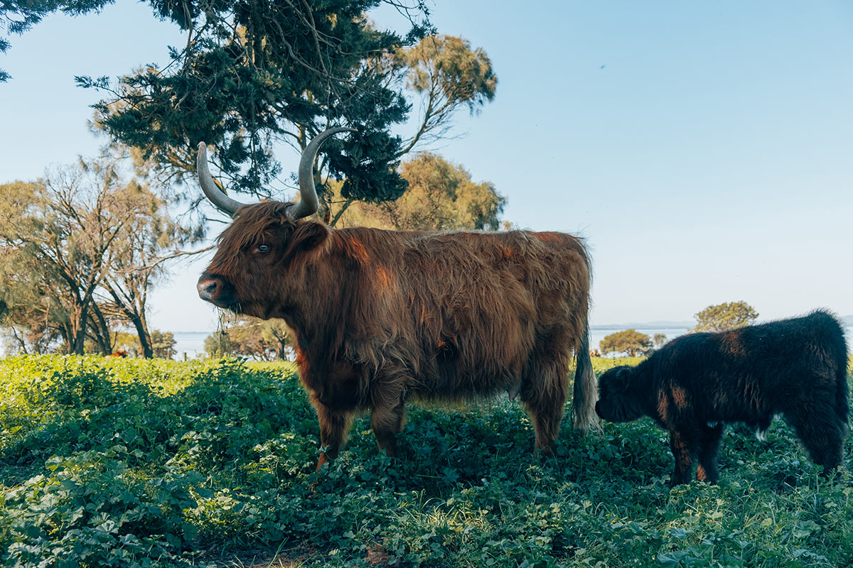 Best things to do in Phillip Island - Churchill Island Heritage Farm Highland Cow and calf