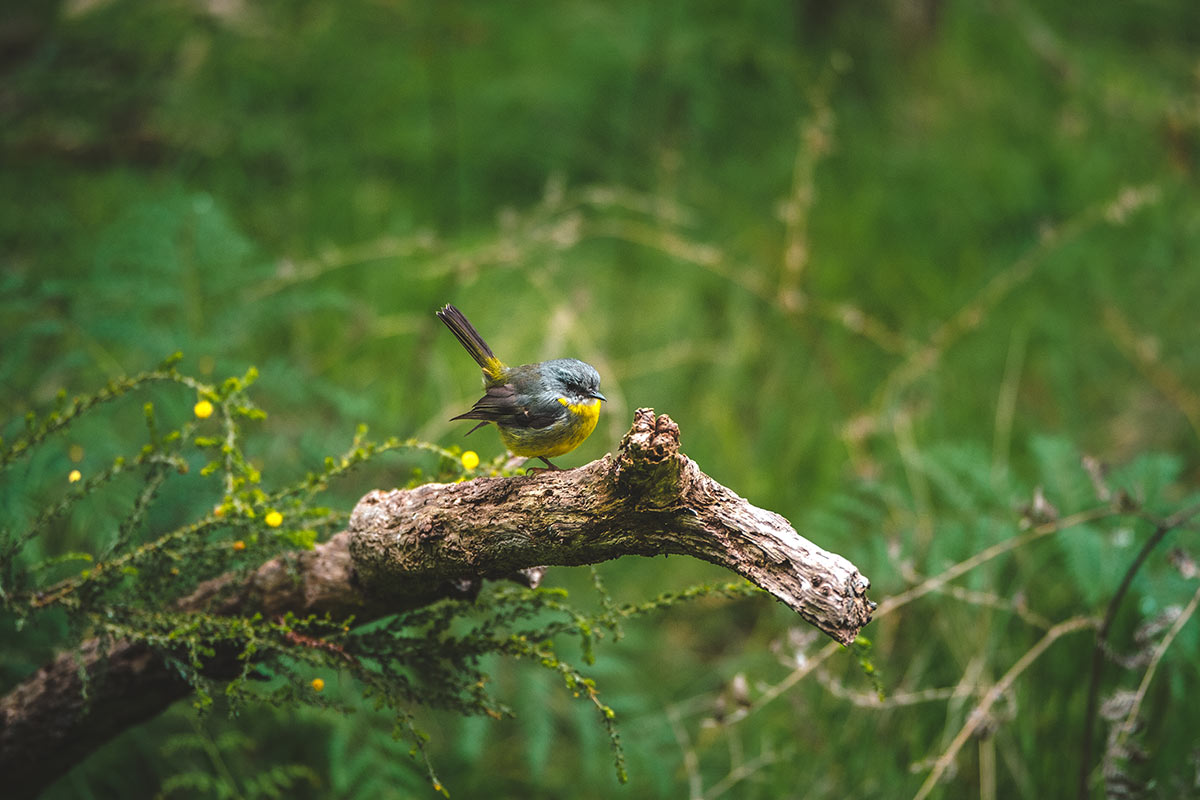 Best things to do in Phillip Island - Eastern yellow robin at Koala Reserve