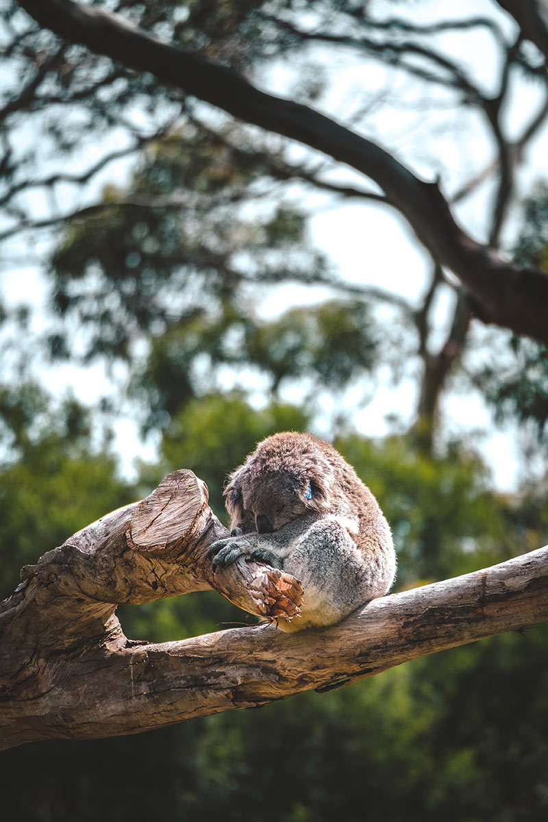 Best things to do in Phillip Island - Koala sleeping at Koala Reserve