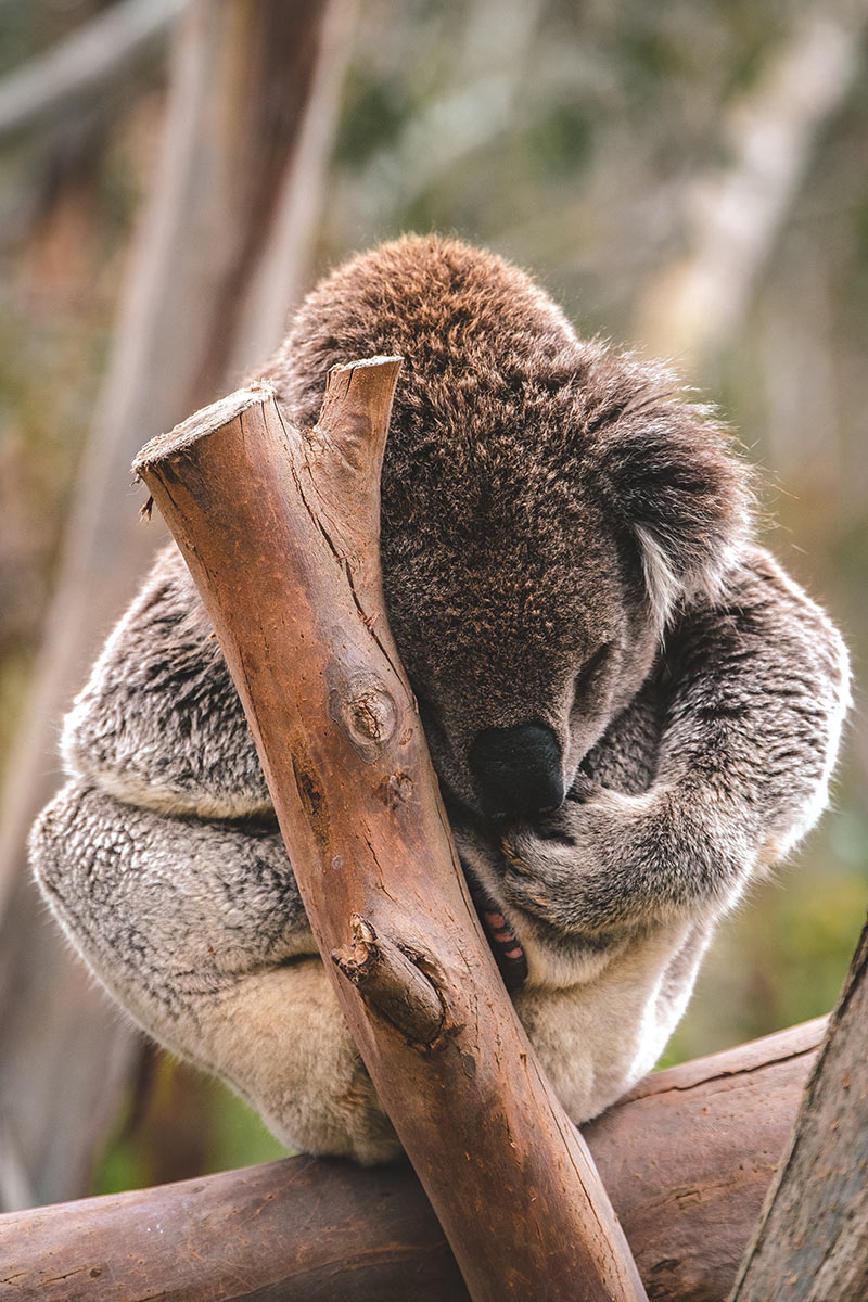 Best things to do in Phillip Island - Koala sleeping in tree at Koala Reserve