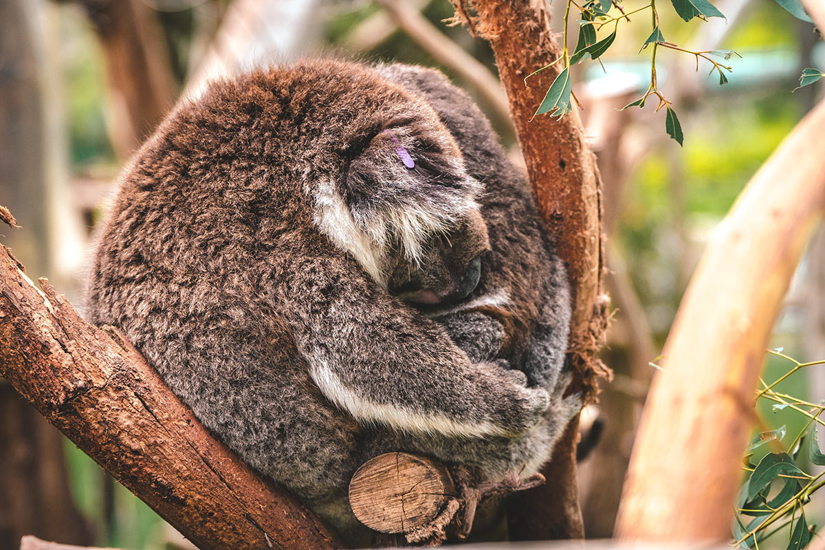 Best things to do in Phillip Island - Koala and joey sleeping in tree at Koala Reserve