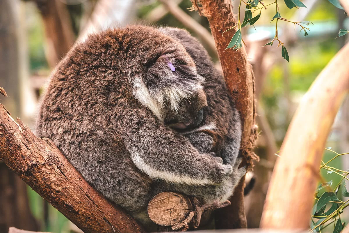 Best things to do in Phillip Island - Koala and joey sleeping in tree at Koala Reserve