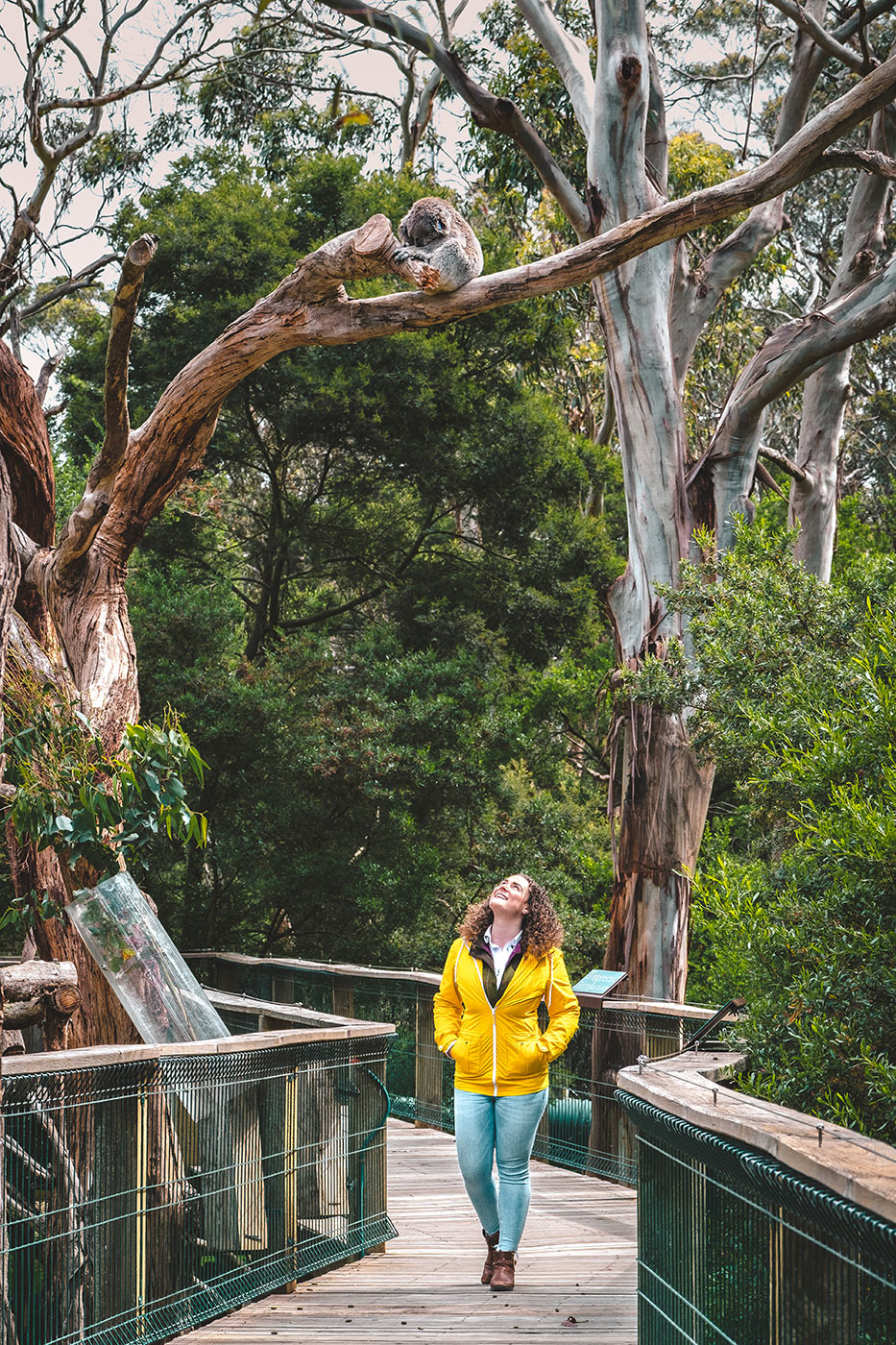 Best things to do in Phillip Island - Koala Reserve and boardwalk