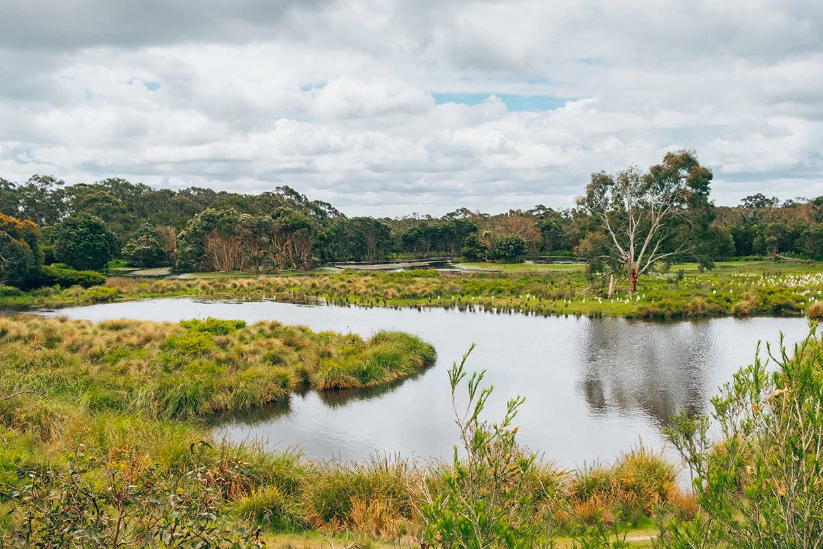 Best things to do in Phillip Island - Lake at Koala Reserve