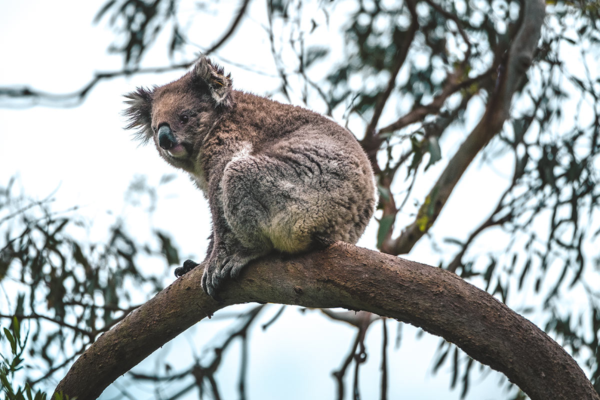 Best things to do in Phillip Island - Koala at Koala Reserve