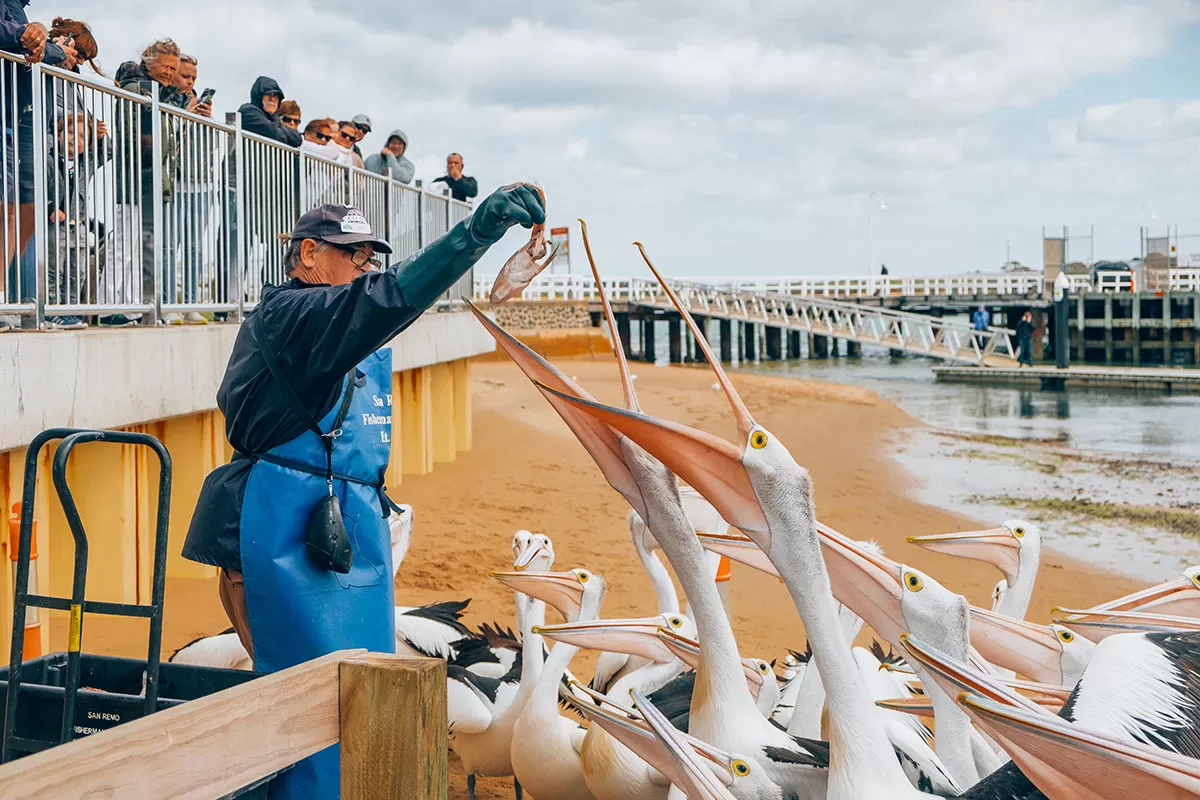 Best things to do in Phillip Island - San Remo Fishmans Co-op Pelican Feeding