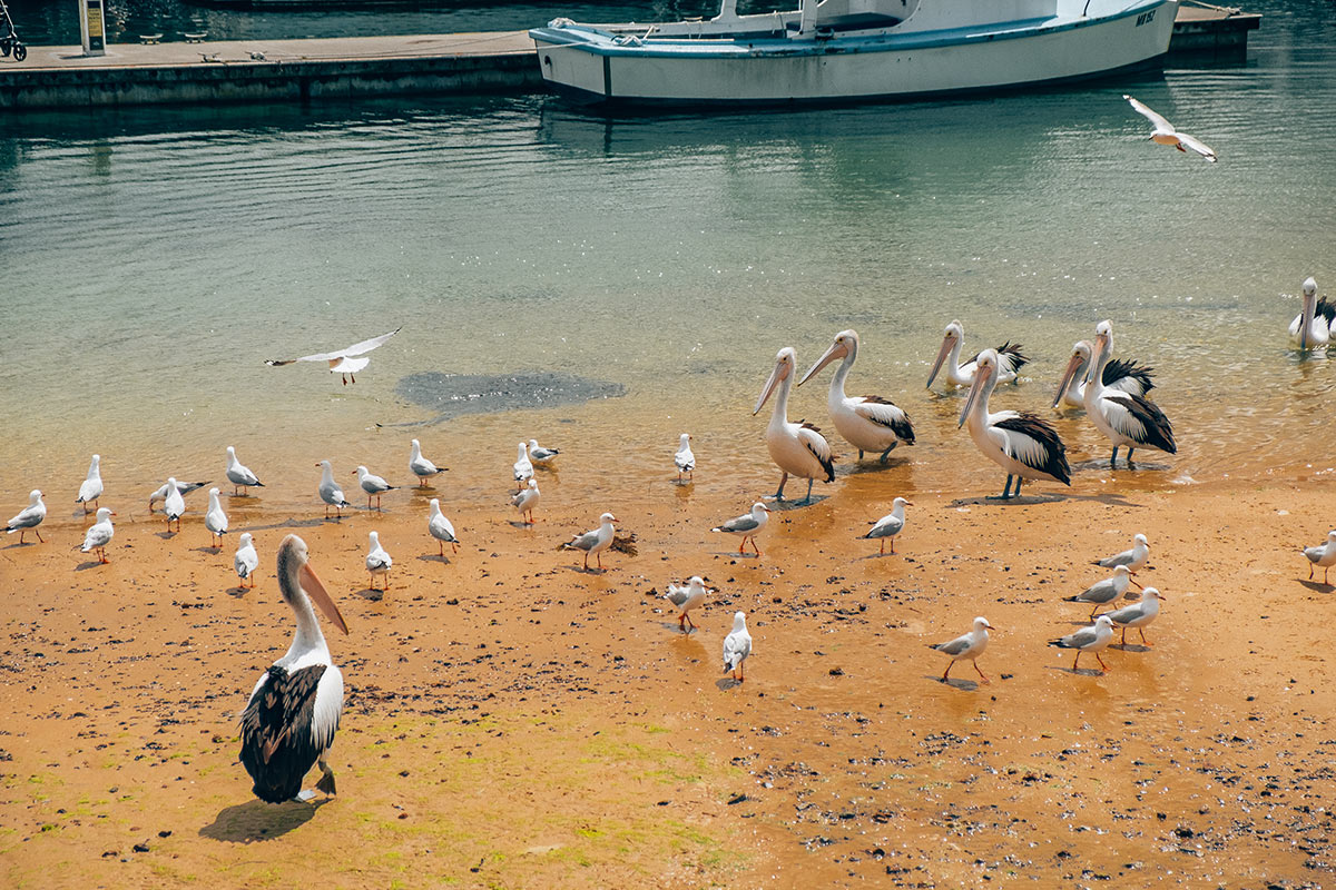 Best things to do in Phillip Island - San Remo Pelicans and Stingray