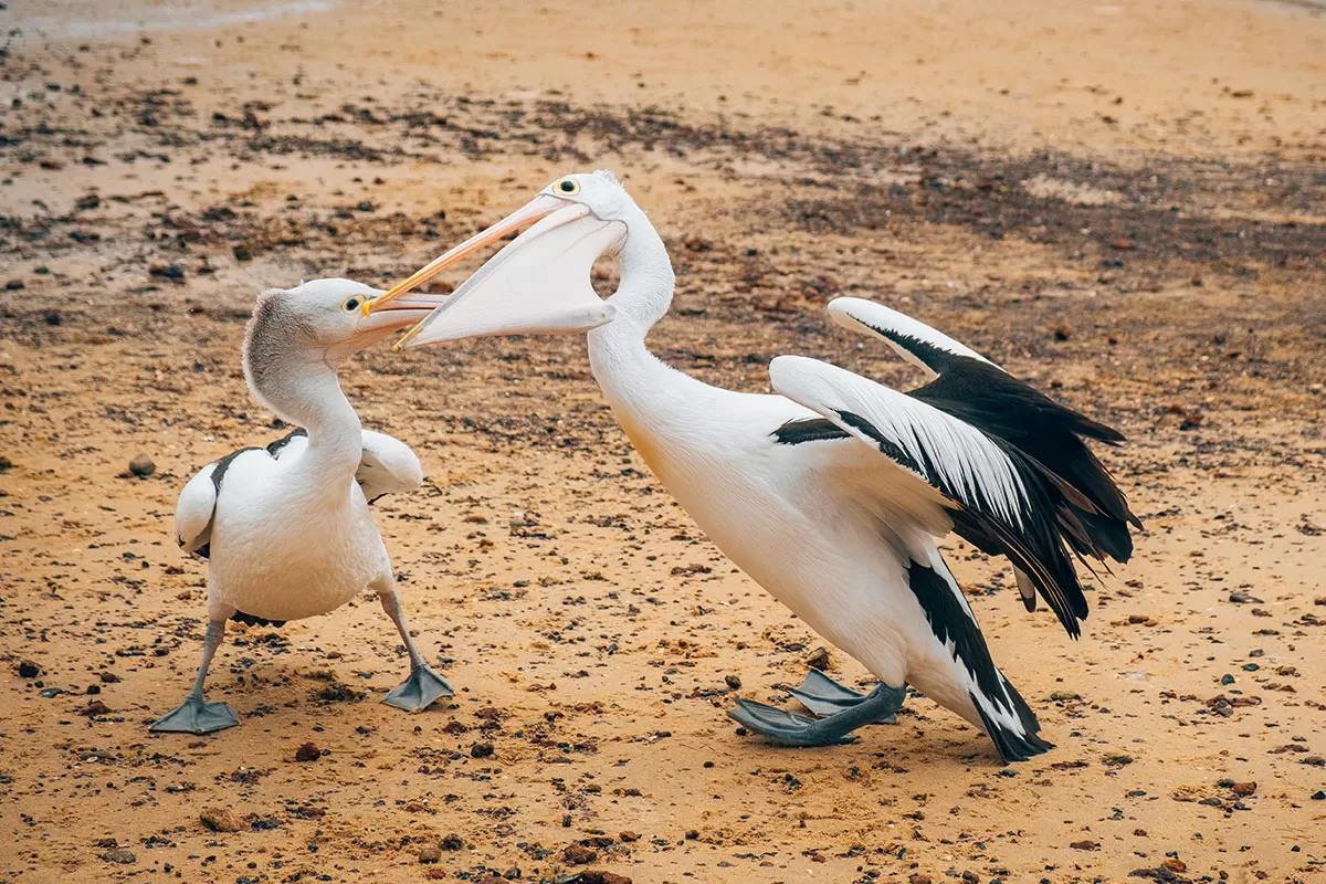 Best things to do in Phillip Island - San Remo Pelicans fighting for food