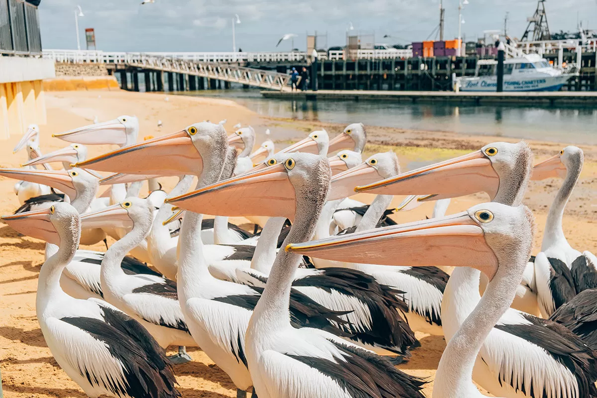 Best things to do in Phillip Island - San Remo Pelicans waiting for feeding