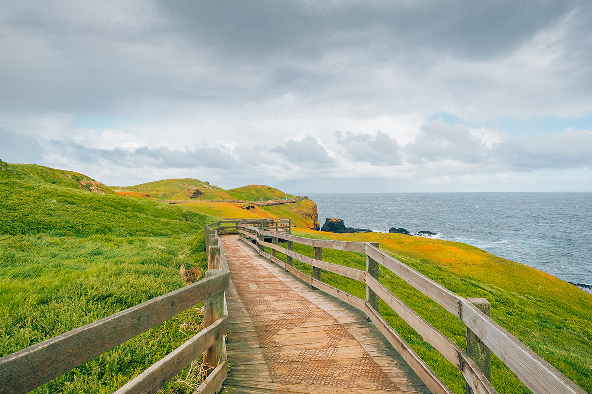 Best things to do in Phillip Island - The Nobbies Boardwalk