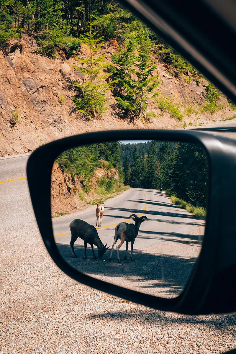 How to get to Banff National Park - Bighorn sheep on the road