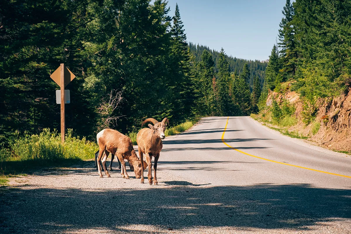 How to get to Banff National Park - Wild Bighorn Sheep on the road