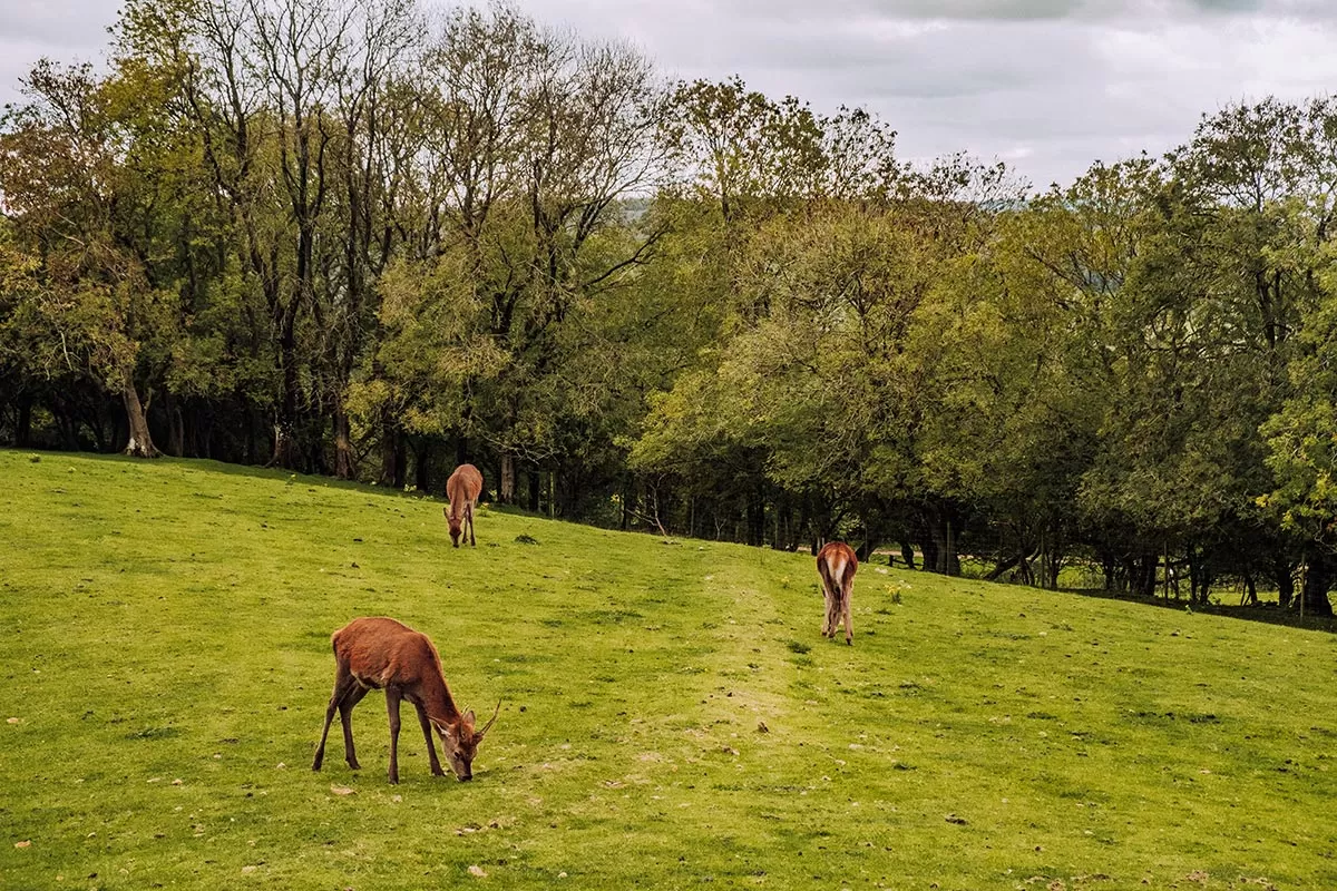 Best Things to Do in Broadway - The Cotswolds - Deer grazing at Broadway Tower Deer Park