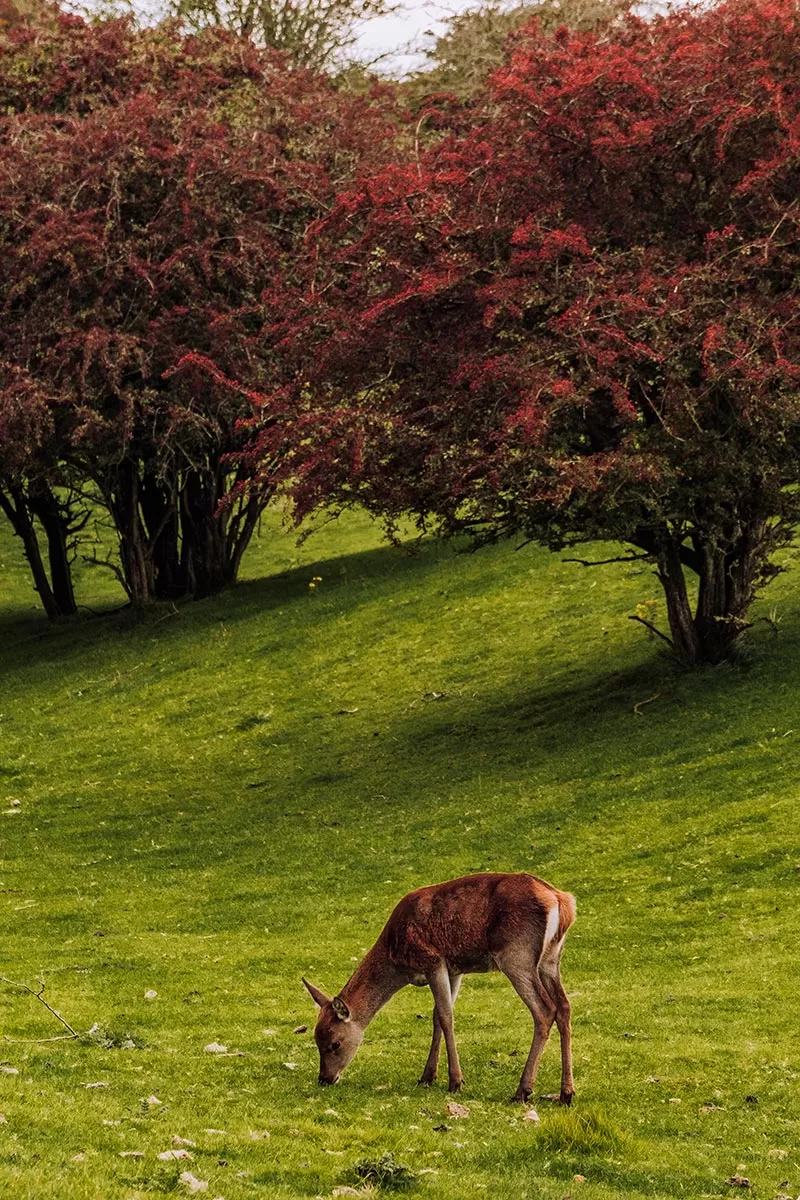 Best Things to Do in Broadway - The Cotswolds - Deer grazing at Broadway Tower and Park