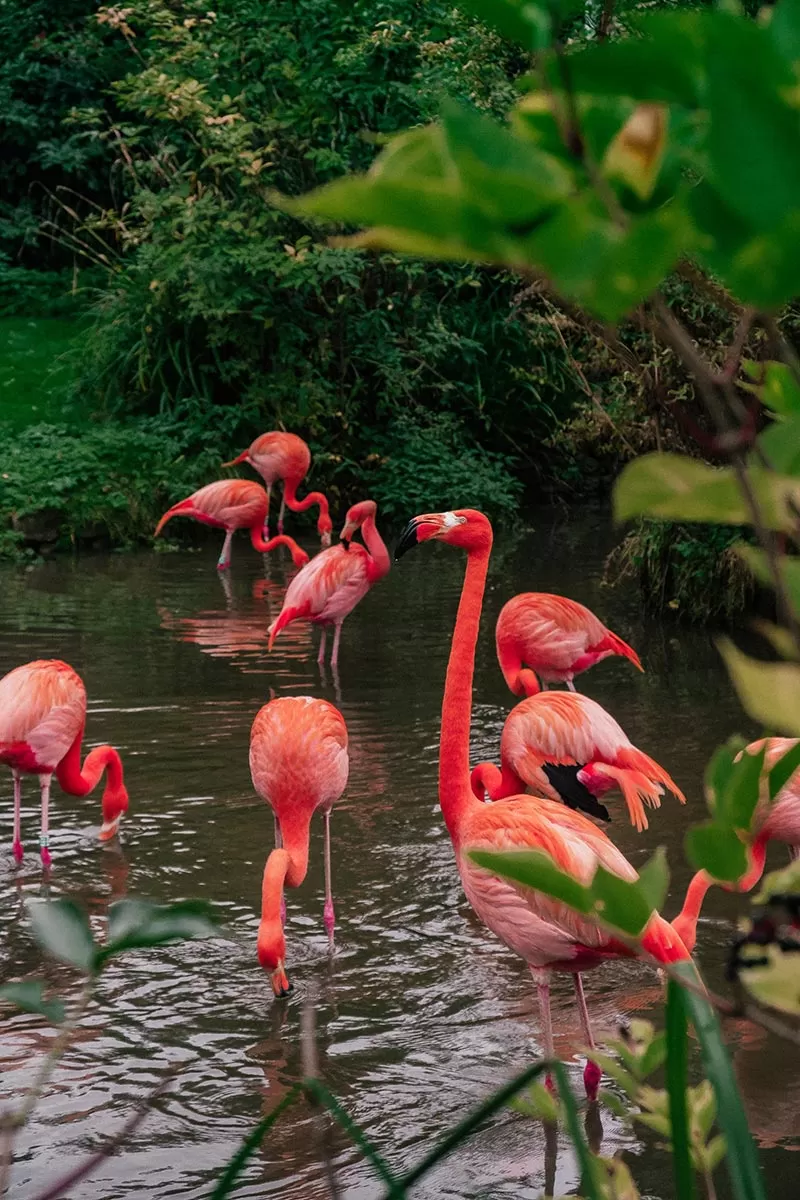 Things to do in Bourton-on-the-Water - The Cotswolds - Birdland Park and Gardens - Flamingos in water