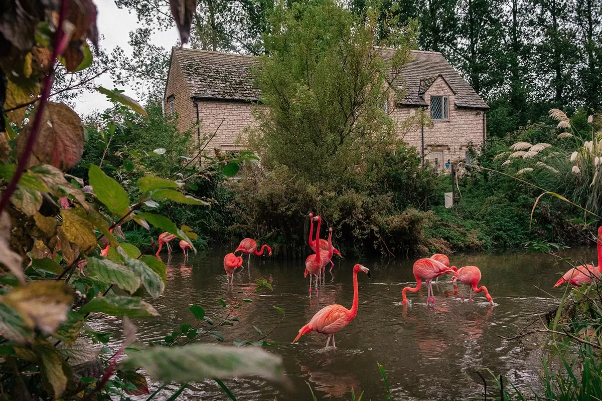 Things to do in Bourton-on-the-Water - The Cotswolds - Birdland Park and Gardens - Flamingos