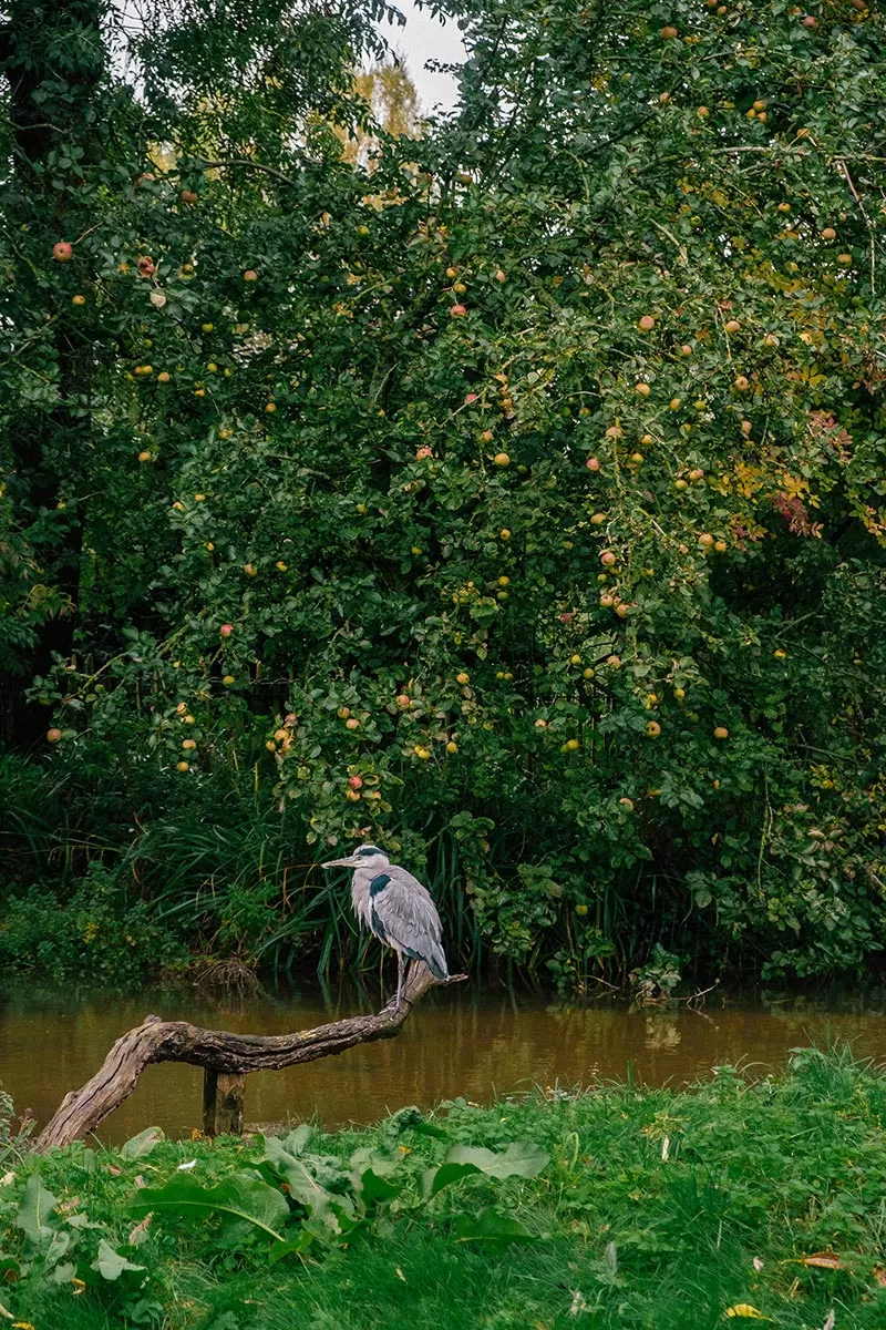 Things to do in Bourton-on-the-Water - The Cotswolds - Birdland Park and Gardens - Grey Heron