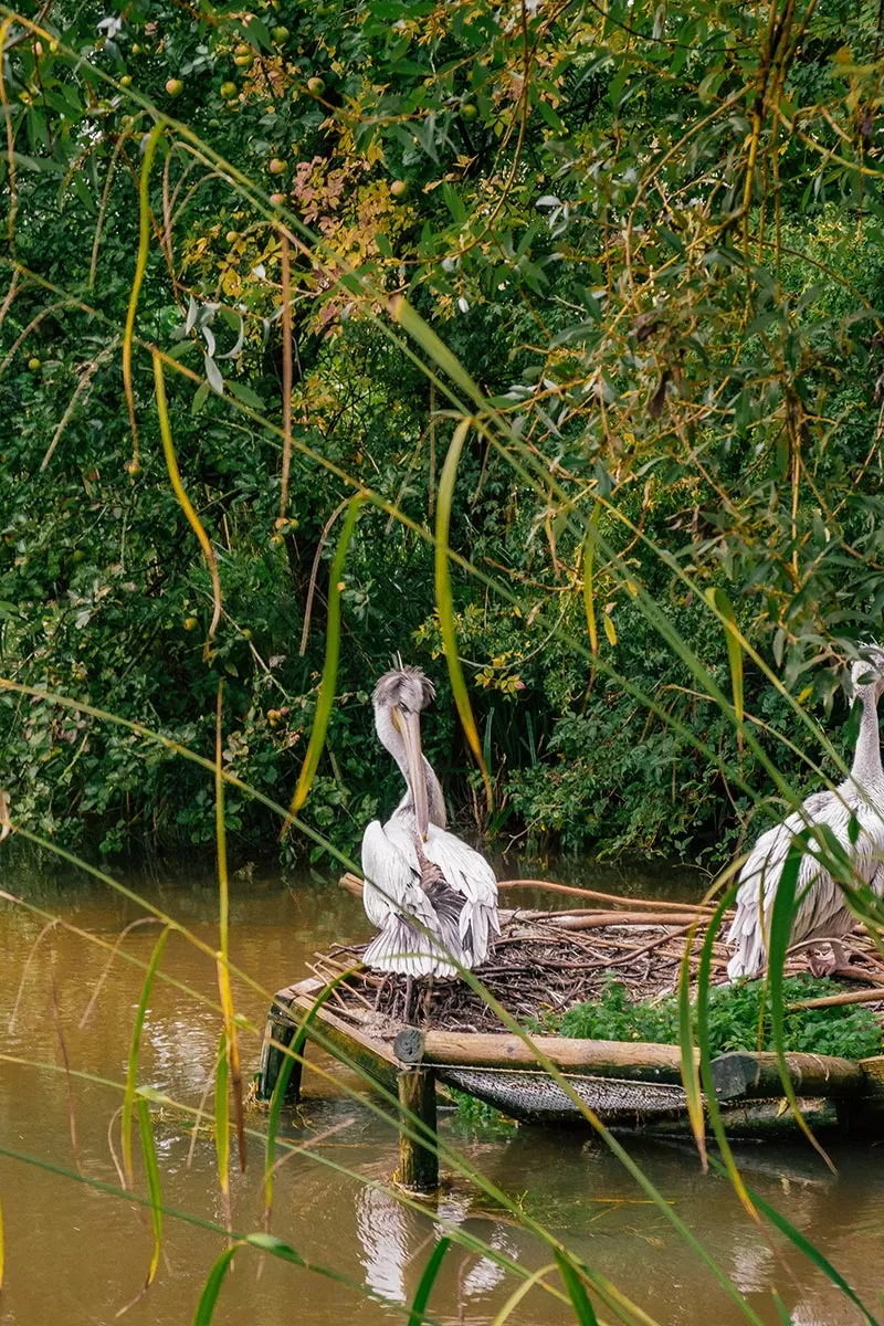 Things to do in Bourton-on-the-Water - The Cotswolds - Birdland Park and Gardens - Pelican