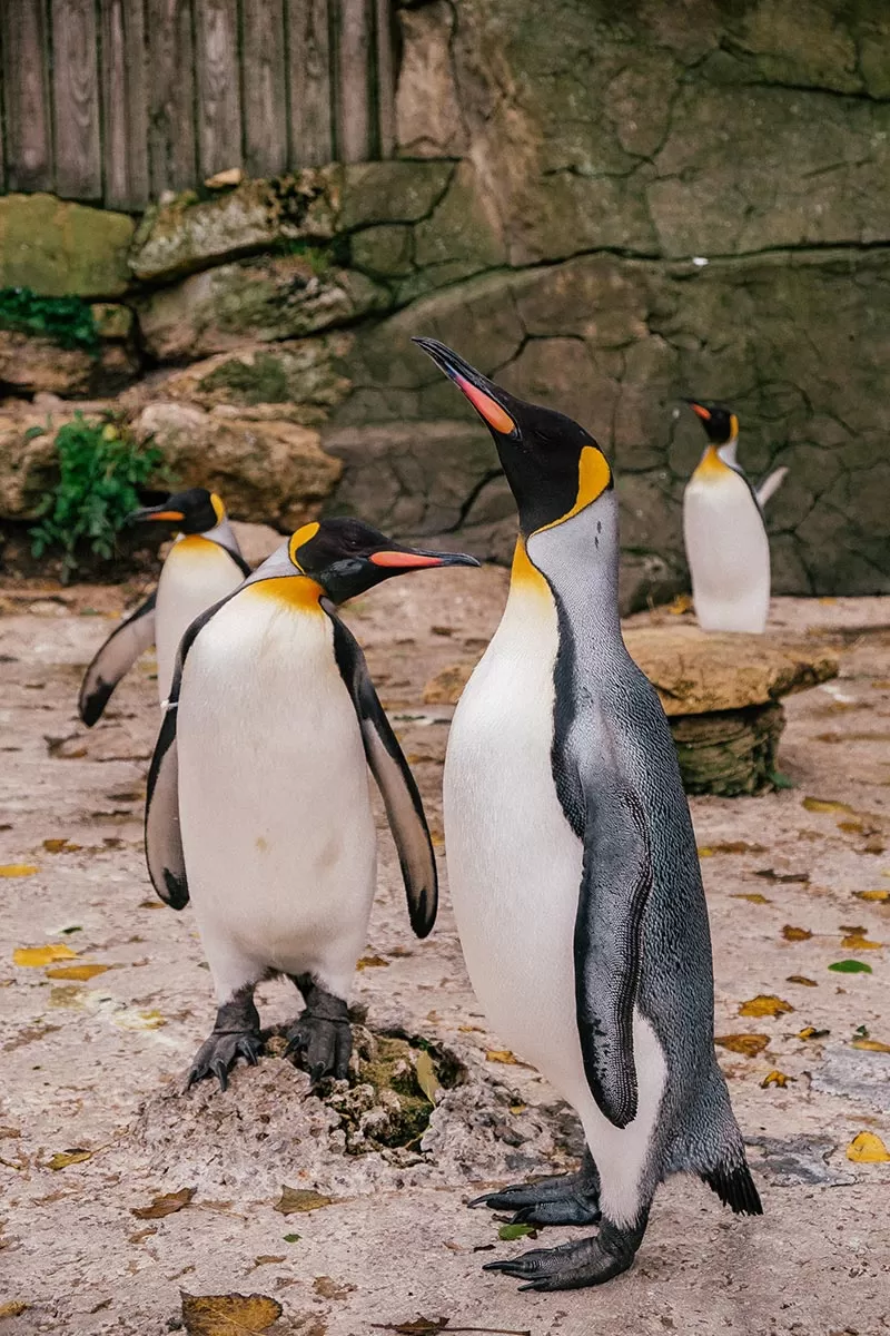 Things to do in Bourton-on-the-Water - The Cotswolds - Birdland Park and Gardens - Penguins