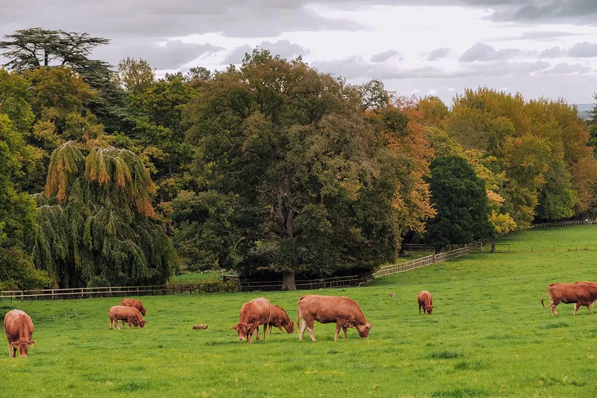Things to do in Moreton-in-Marsh - The Cotswolds - Sezincote Estate and Garden - Cows grazing