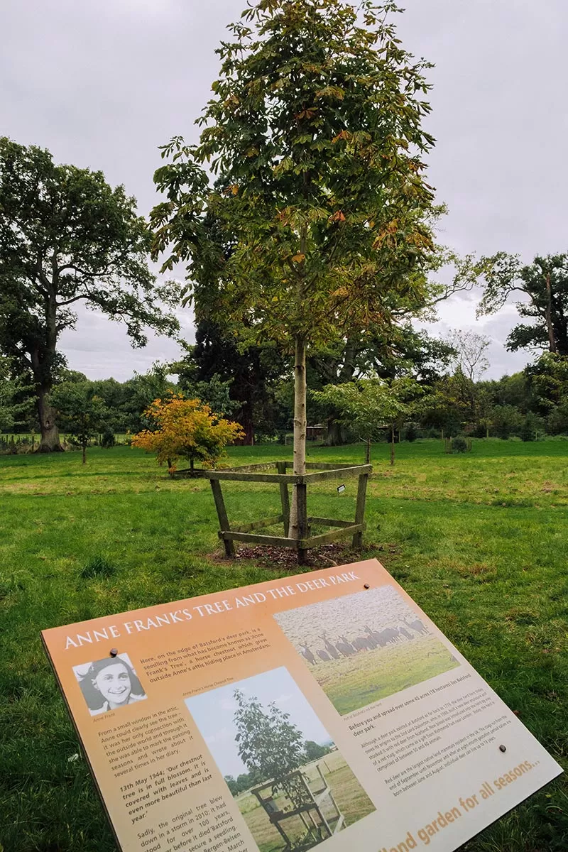 Things to do in Moreton-in-Marsh - The Cotswolds - The Batsford Arboretum - Anne Frank Tree