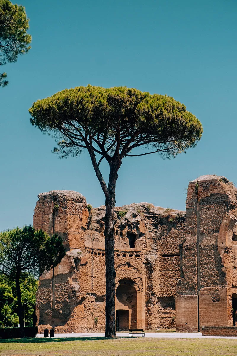 Unique Things to do in Rome - Baths of Caracalla - Terme di Caracalla - Pine Tree