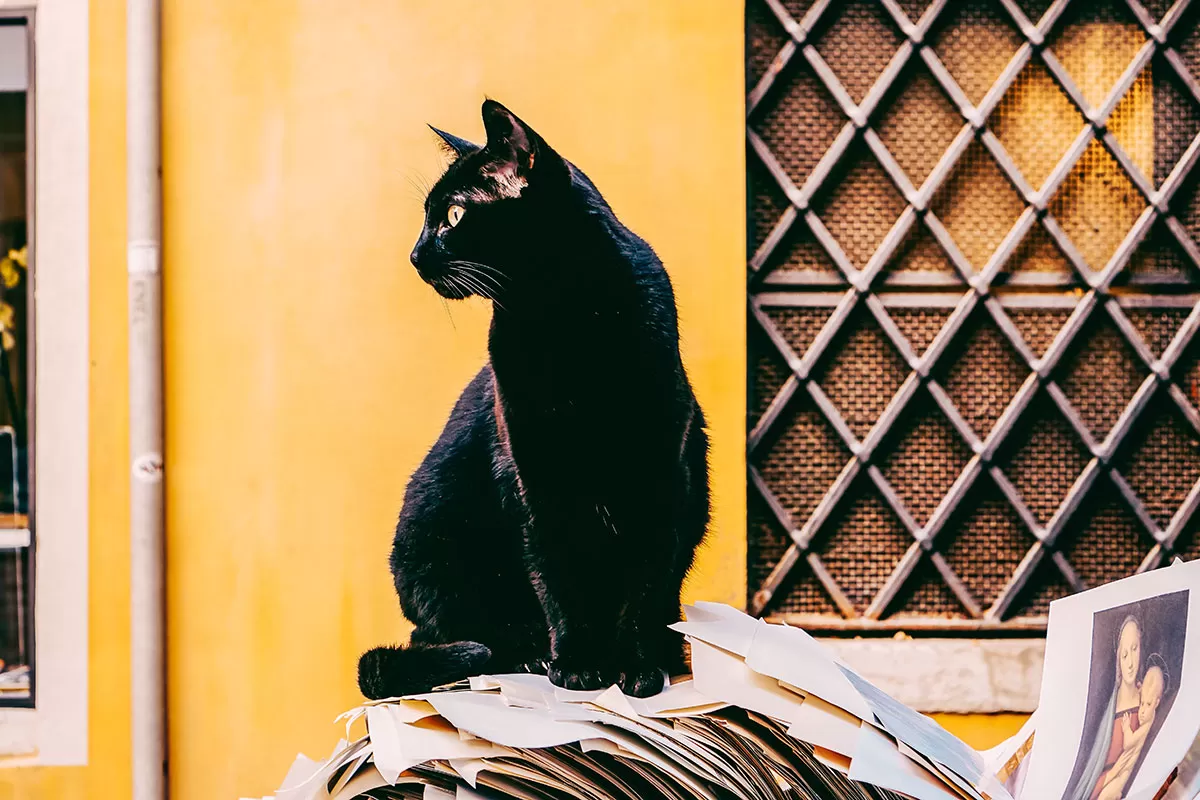 Weird Italian Superstitions Italians - Beware of black cats