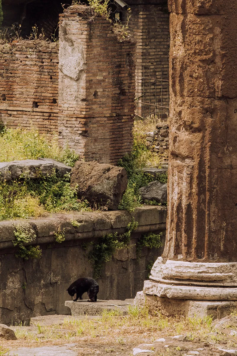 Unique things to do in Rome Italy - Cat sanctuary at Largo di Torre Argentina