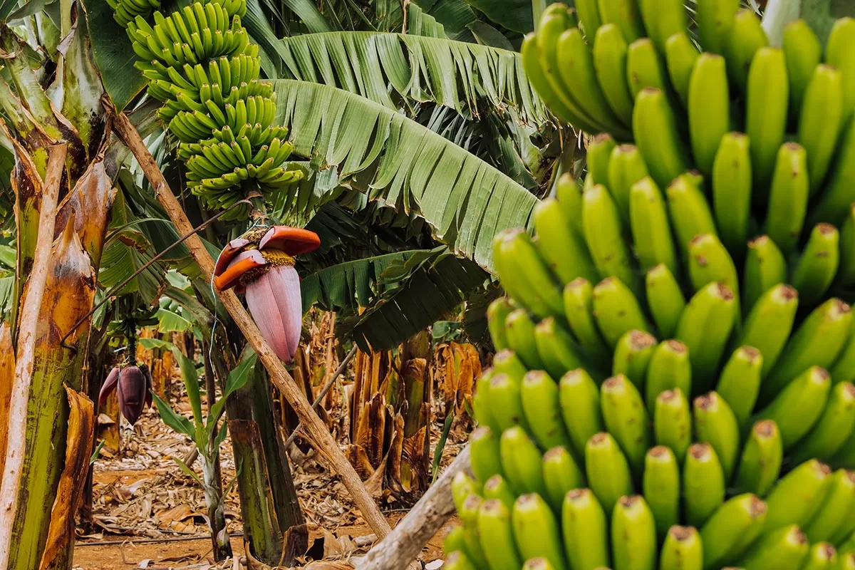Things to do in Gran Canaria Spain - Bananas at Hacienda La ReKompensa banana plantation