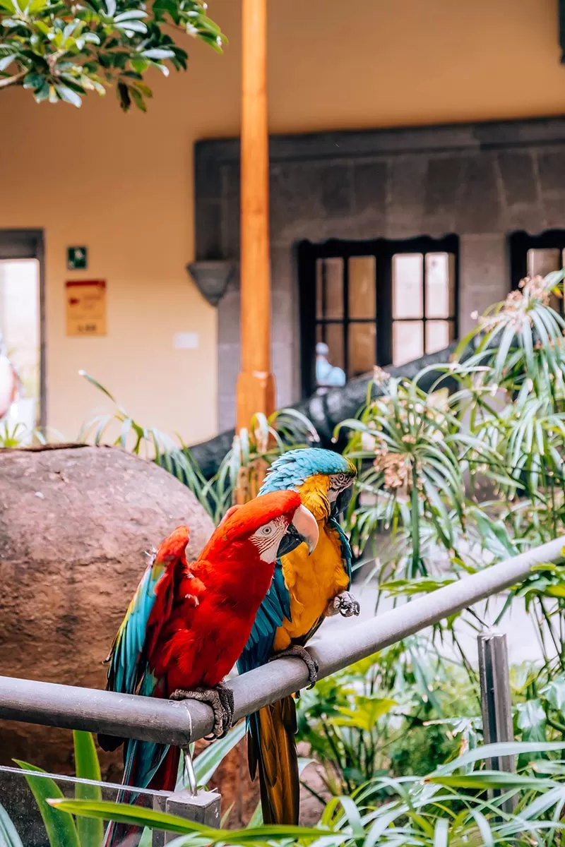Things to do in Gran Canaria Spain - Parrots at Casa de Colón - Christopher Columbus' House