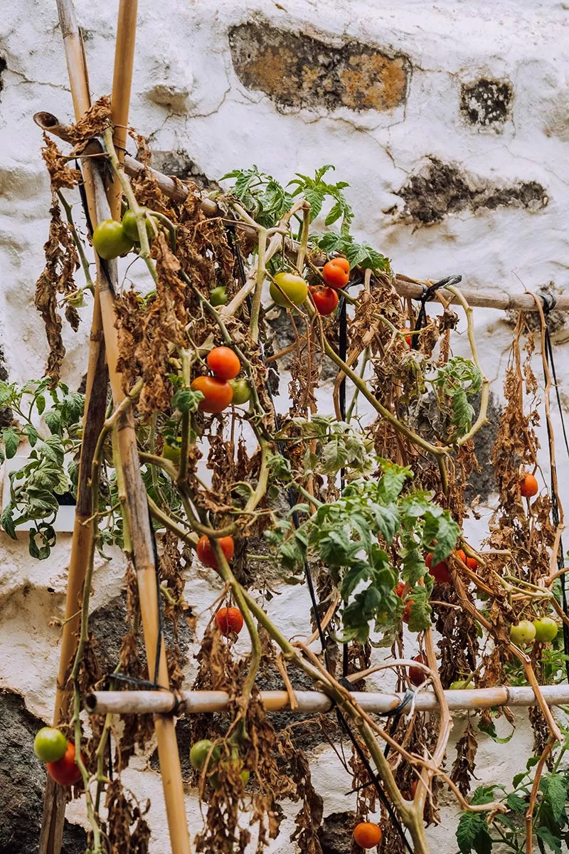 Things to do in Gran Canaria Spain - Tomatoes at Casa Romantica