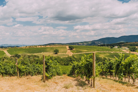 Things to do in Umbria Italy – Decugnano dei Barbi vines Things to do in Umbria Italy - Decugnano dei Barbi vines