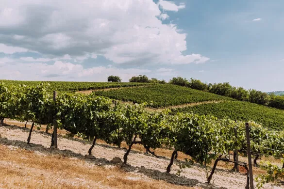 Things to do in Umbria Italy - Decugnano dei Barbi vines on hill